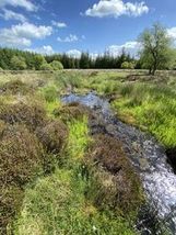 Recovery work has raised the water table of this peatland, and restoration of marshland vegetation is progressing