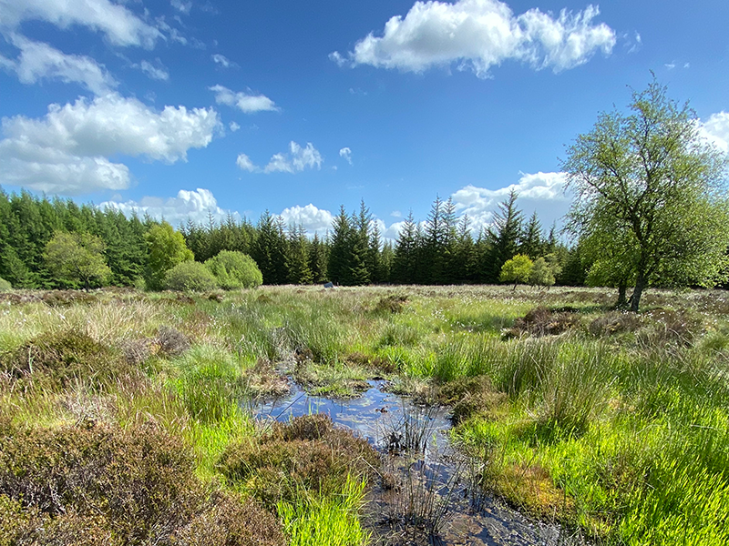 A view of restoration activity in the Ardmore Distillery catchment area. To preserve the peatland, the water table has been raised to restore wet conditions, nurture characteristic wetland vegetation and biodiversity, and encourage peat accumulation.