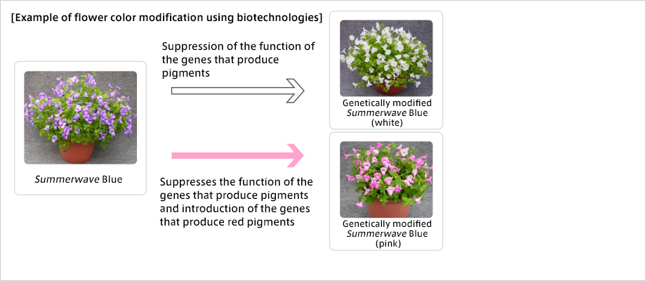 Example of flower color modification using biotechnologies