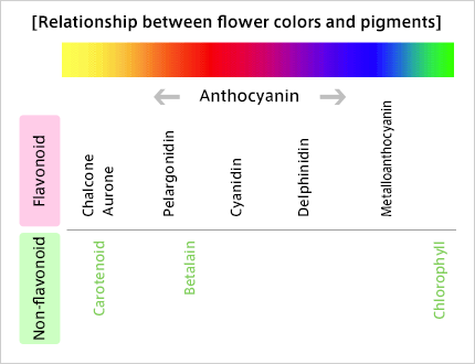 Relationship between flower colors and pigments