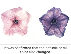 It was confirmed that the petunia petal color also changed.