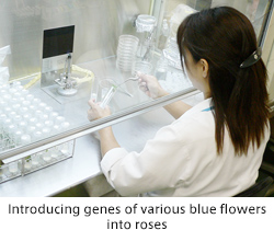 Introducing genes of various blue flowers into roses