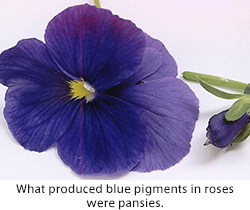 What produced blue pigments in roses were pansies.