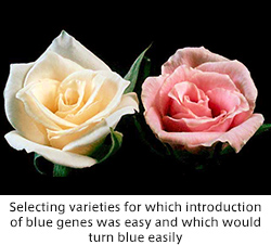 Selecting varieties for which introduction of blue genes was easy and which would turn blue easily