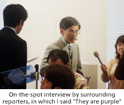 On-the-spot interview by surrounding reporters, in which I said "They are purple"