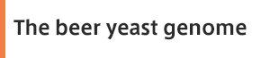 The beer yeast genome