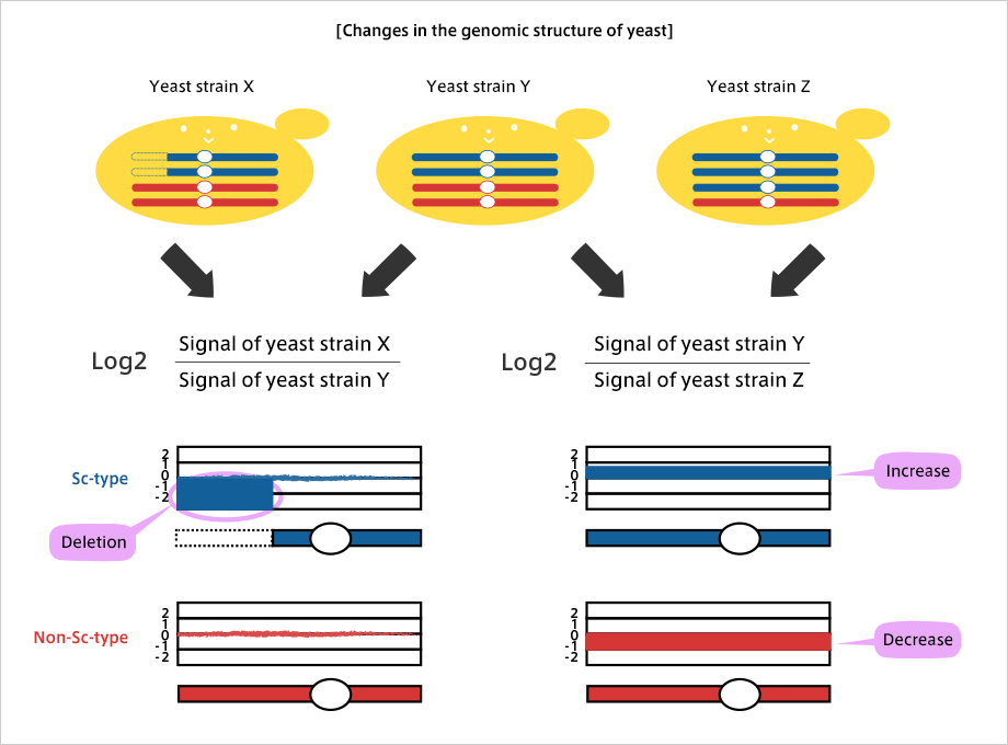 Changes in the genomic structure of yeast