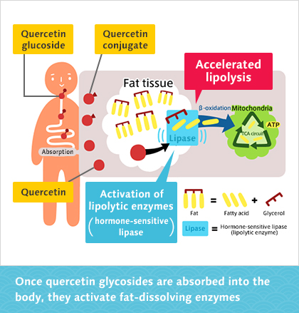 Once quercetin glycosides are absorbed into the body, they activate fat-dissolving enzymes