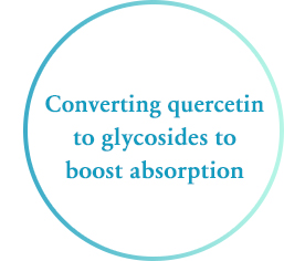 Converting quercetin to glycosides to boost absorption