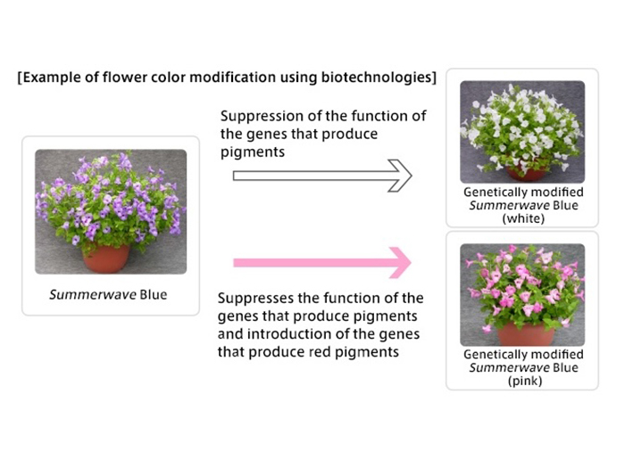 Example of flower color modification using biotechnologies