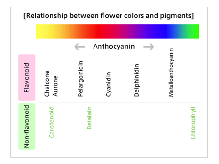 Relationship between flower colors and pigments