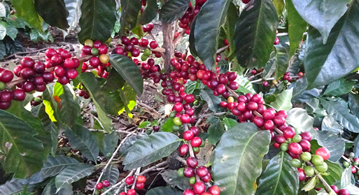 Photo of ready-to-harvest coffee plants