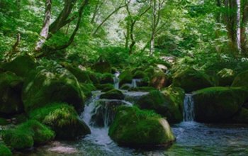 Suntory Natural Water Sanctuary