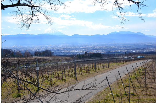 Maintaining Japan's largest private vineyard, SUNTORY TOMI NO OKA WINERY