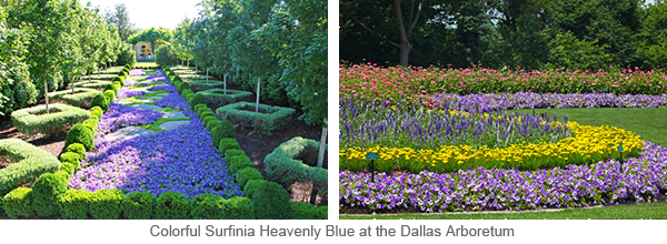 Colorful Surfinia Heavenly Blue at the Dallas Arboretum